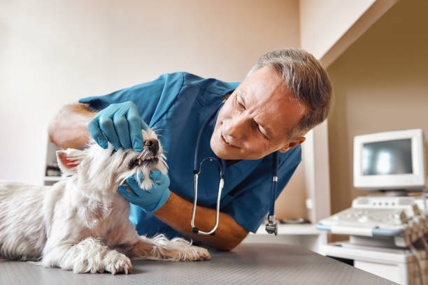 Best Same-Day Emergency Dentist in Harveys Lake, PA